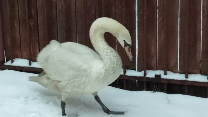 В зоопарке «Лимпопо» выходили больного лебедя, который не смог улететь на зимовку