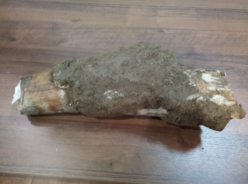 В Башкирии обнаружили останки мамонта