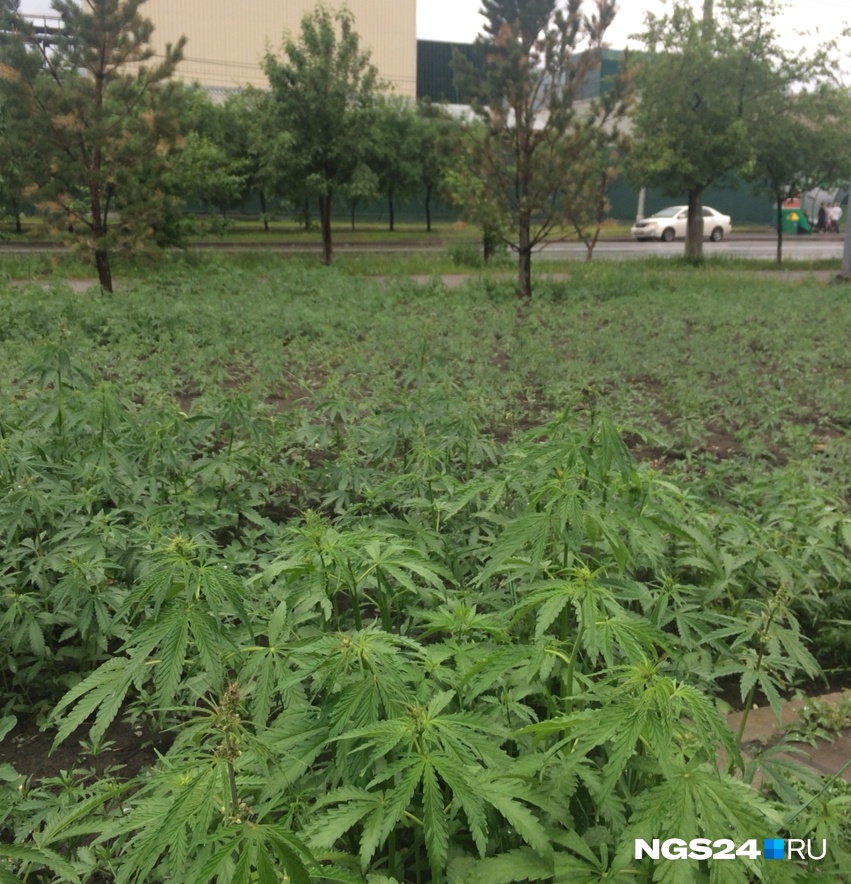 В красноярске где растет конопля лучший сорт марихуаны