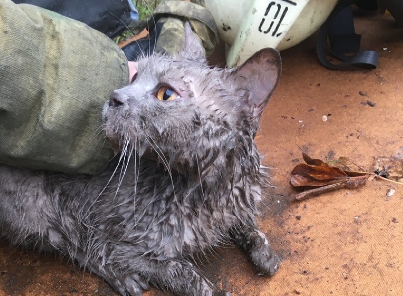 коронавирус у беременной кошки коронавирус у беременной кошки