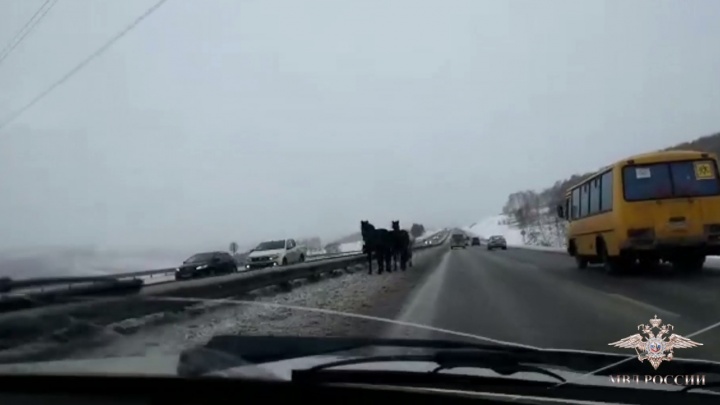Полицейским пришлось отогнать с трассы табун напуганных лошадей