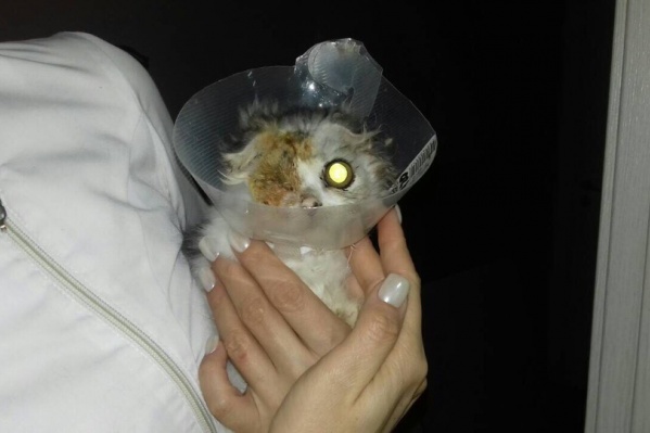 Котика уже прооперировали Котика уже прооперировали