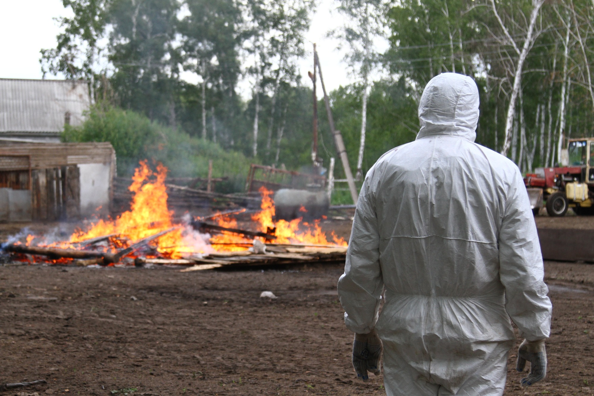 сжигание животных. сжигание трупов сибирская язва. процесс сжигания биоотходов. африканская чума свиней сжигают. африканская чума свиней сжигание.