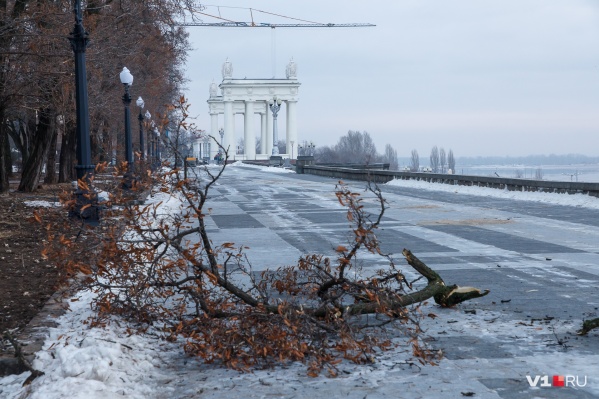 В начале октября рабочие пустили под топор 139 вязов с полувековой историей В начале октября рабочие пустили под топор 139 вязов с полувековой историей 