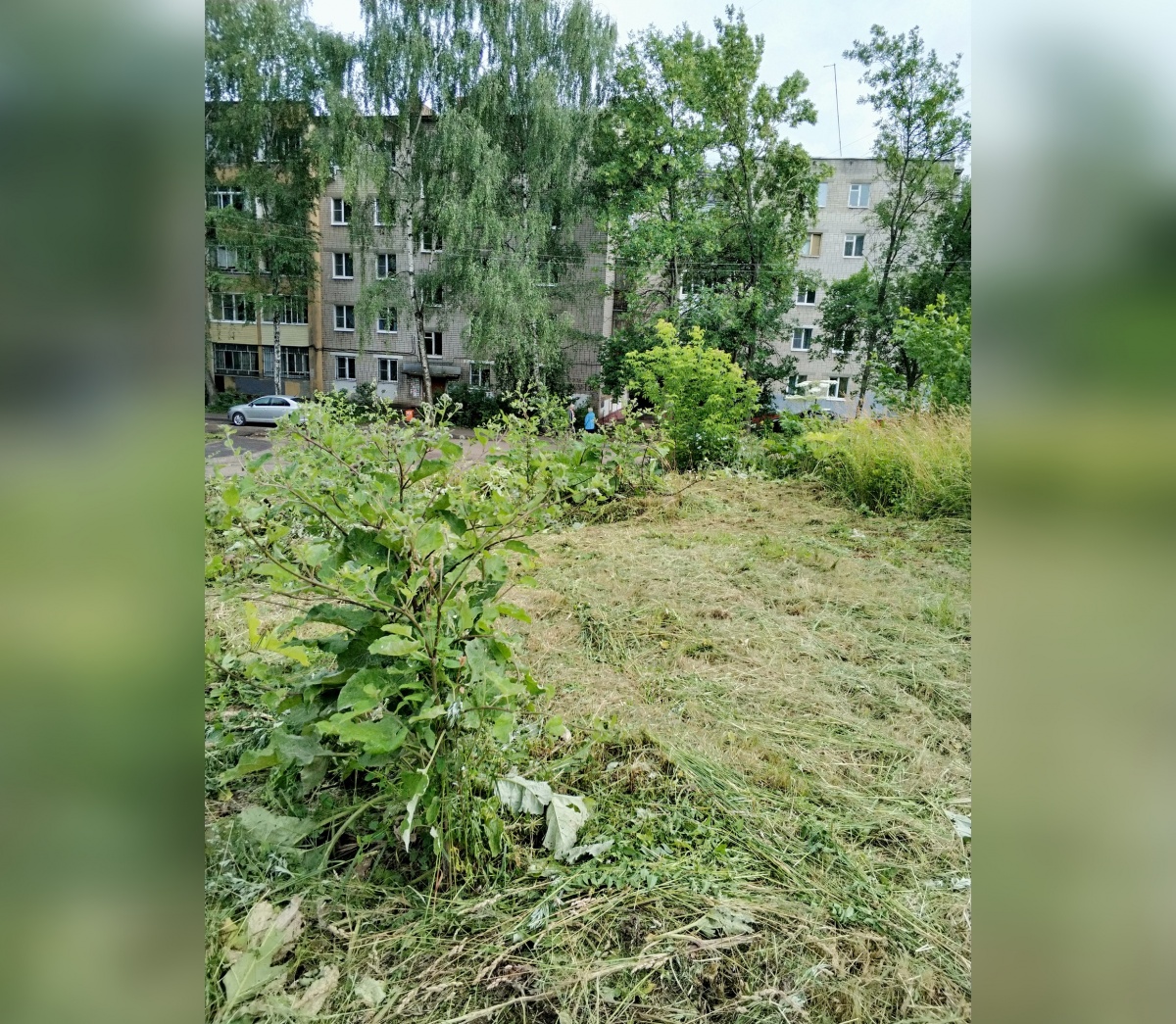 Как бороться с борщевиком Как бороться с борщевиком