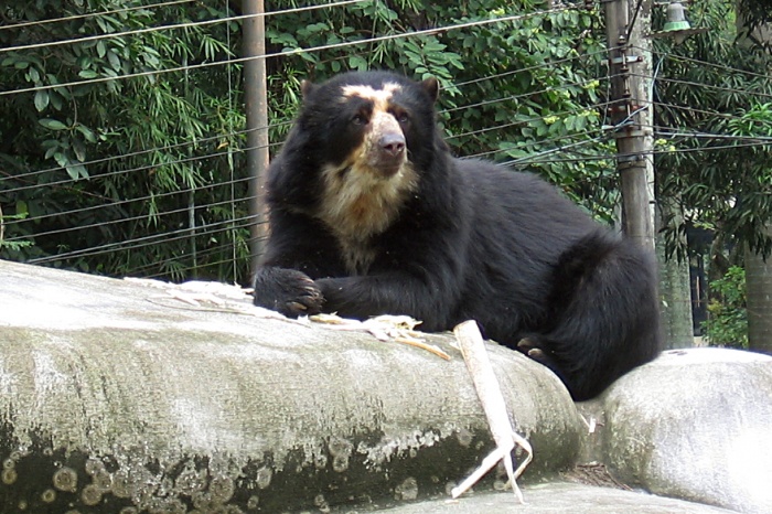 Также новые вольеры спроектируют для гималайских и бурых медведей