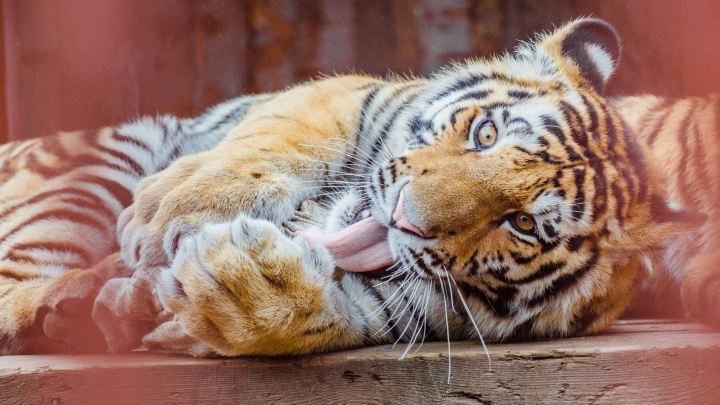 И кормление, и игра: в Пермском зоопарке устроили показательное кормление тигров. Фоторепортаж