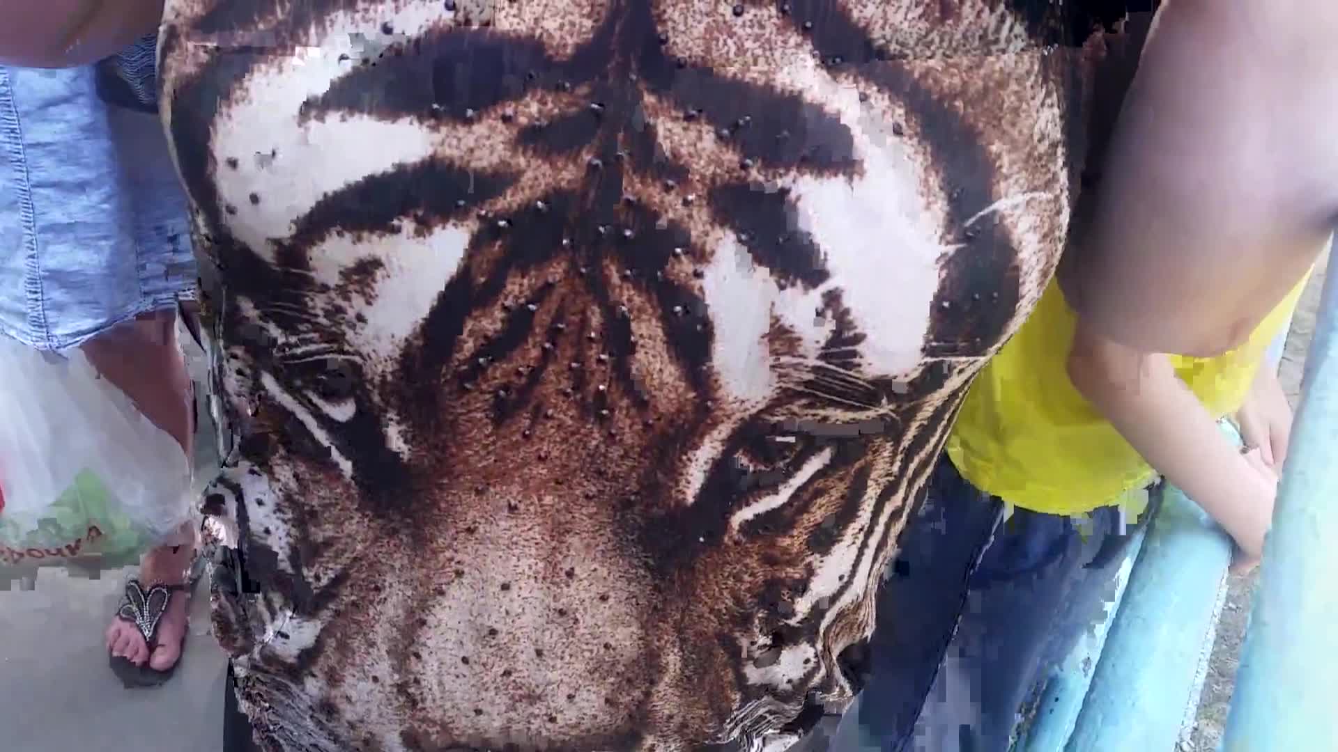 Изображение, которое привлекло внимание тигра Изображение, которое привлекло внимание тигра