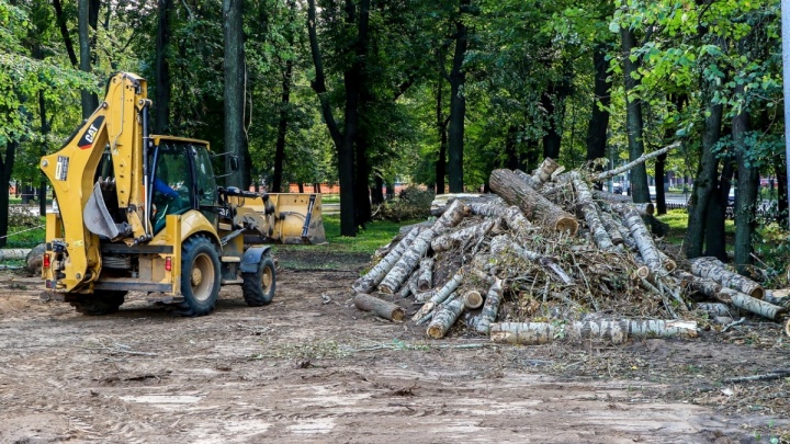 На уход за деревьями в Нижегородском районе денег нет, остается вырубать