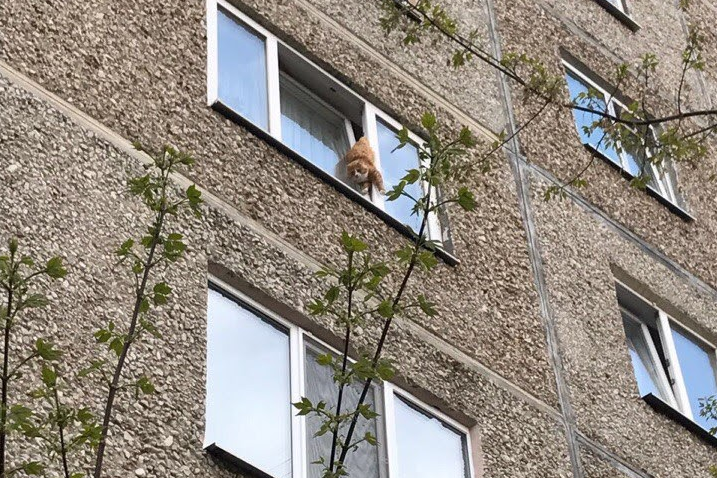 Кошка, застрявшая в открытом окне Кошка, застрявшая в открытом окне
