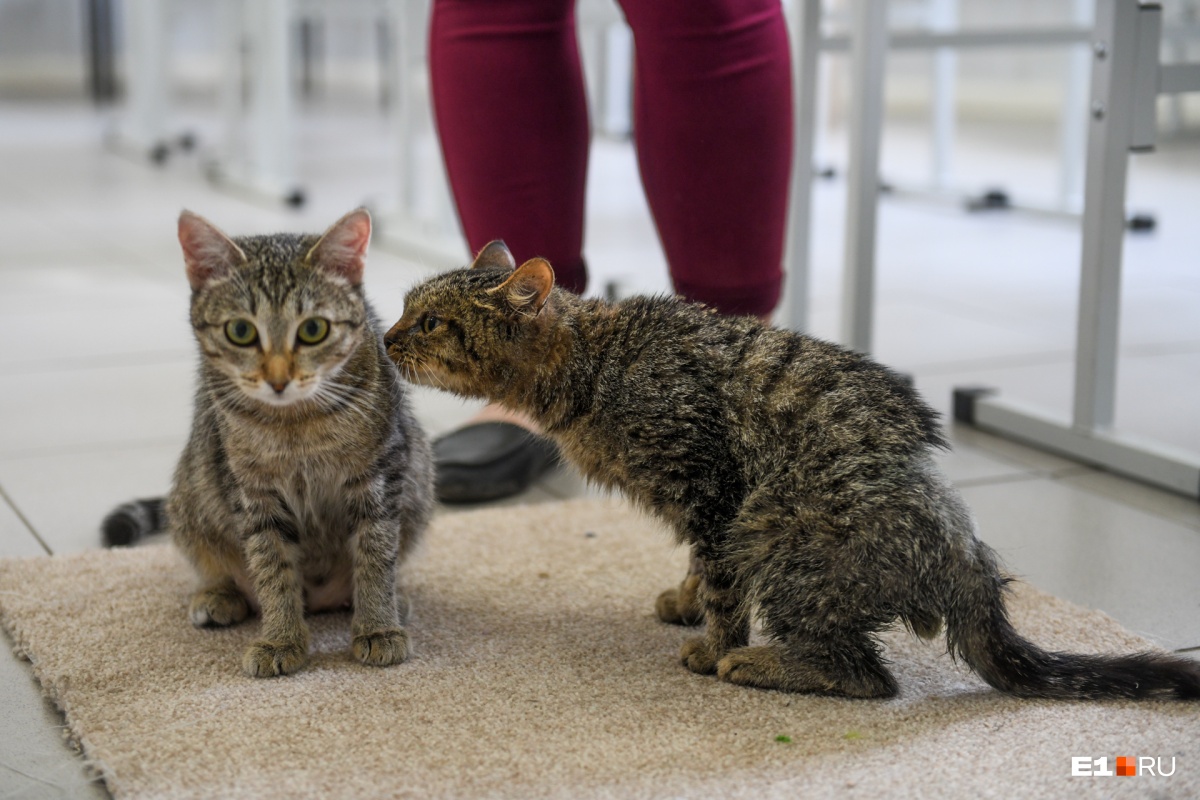 После тренировки кот пошел общаться с другими постояльцами. Слева — кошка-мать, ее нашли в подъезде беременной, сейчас она выкармливает своего котенка и приемного