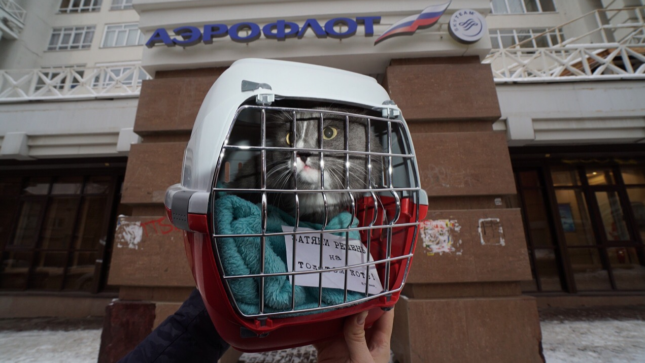 Пермский кот Барсик поддержал права толстых котов летать на самолетах