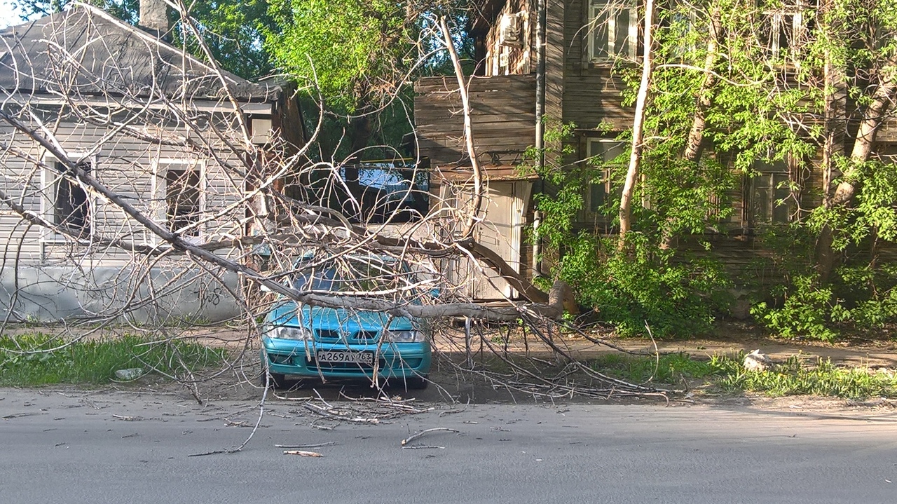 В Самаре сухое дерево упало на автомобиль