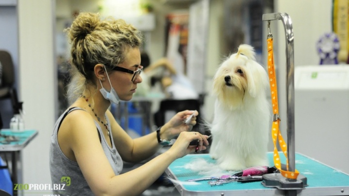 В Уфе открыли профессиональные курсы по стрижке собак