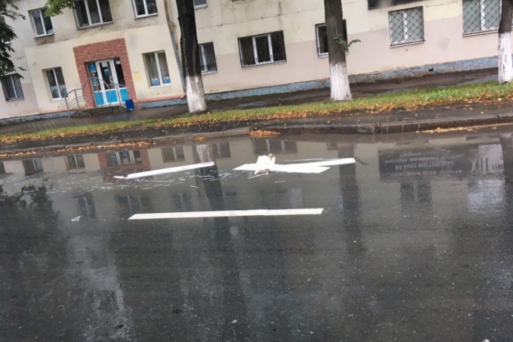 Валяющиеся в луже строительные панели горожанин принял за смытую дождем разметку Валяющиеся в луже строительные панели горожанин принял за смытую дождем разметку