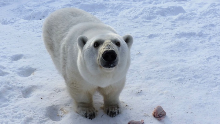 «Её медведи не признавали за свою»: узнаём об омской полярной хищнице, которая подружилась с кошками