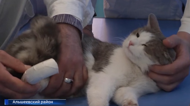 Кошке в Башкирии распечатали лапу на 3D-принтере
