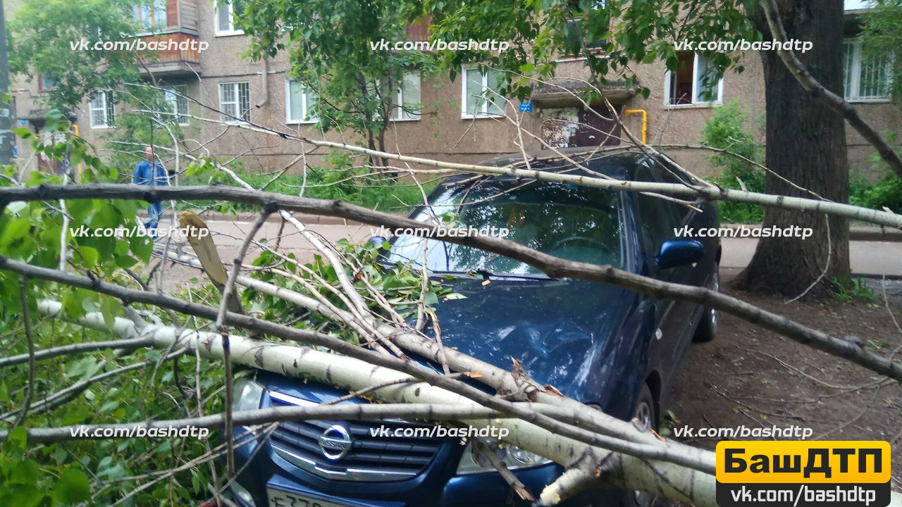 Во время сильного ветра не паркуйте автомобиль у деревьев