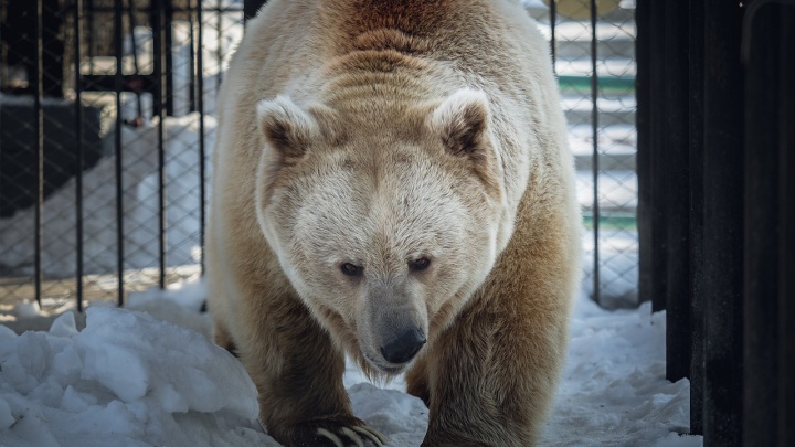 «Теперь точно весна»: в зоопарке после зимней спячки проснулся медведь