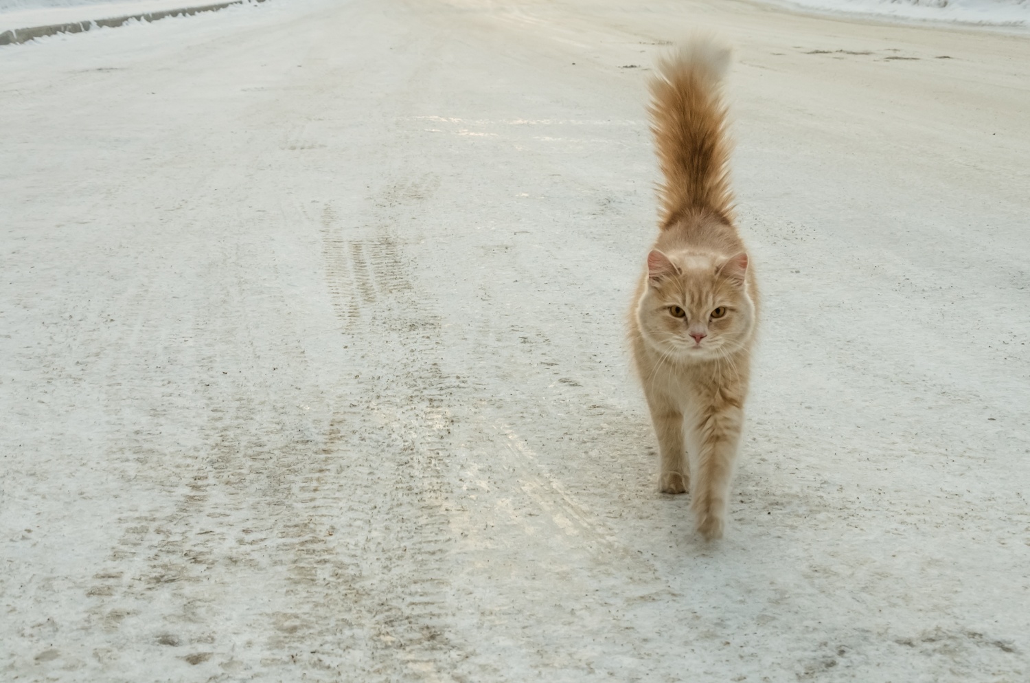 Под Новосибирском жители сняли со столба замёрзшего кота