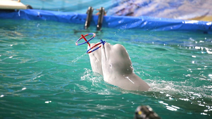 В Уфе собрали 46 тысяч подписей под петицией против строительства дельфинария