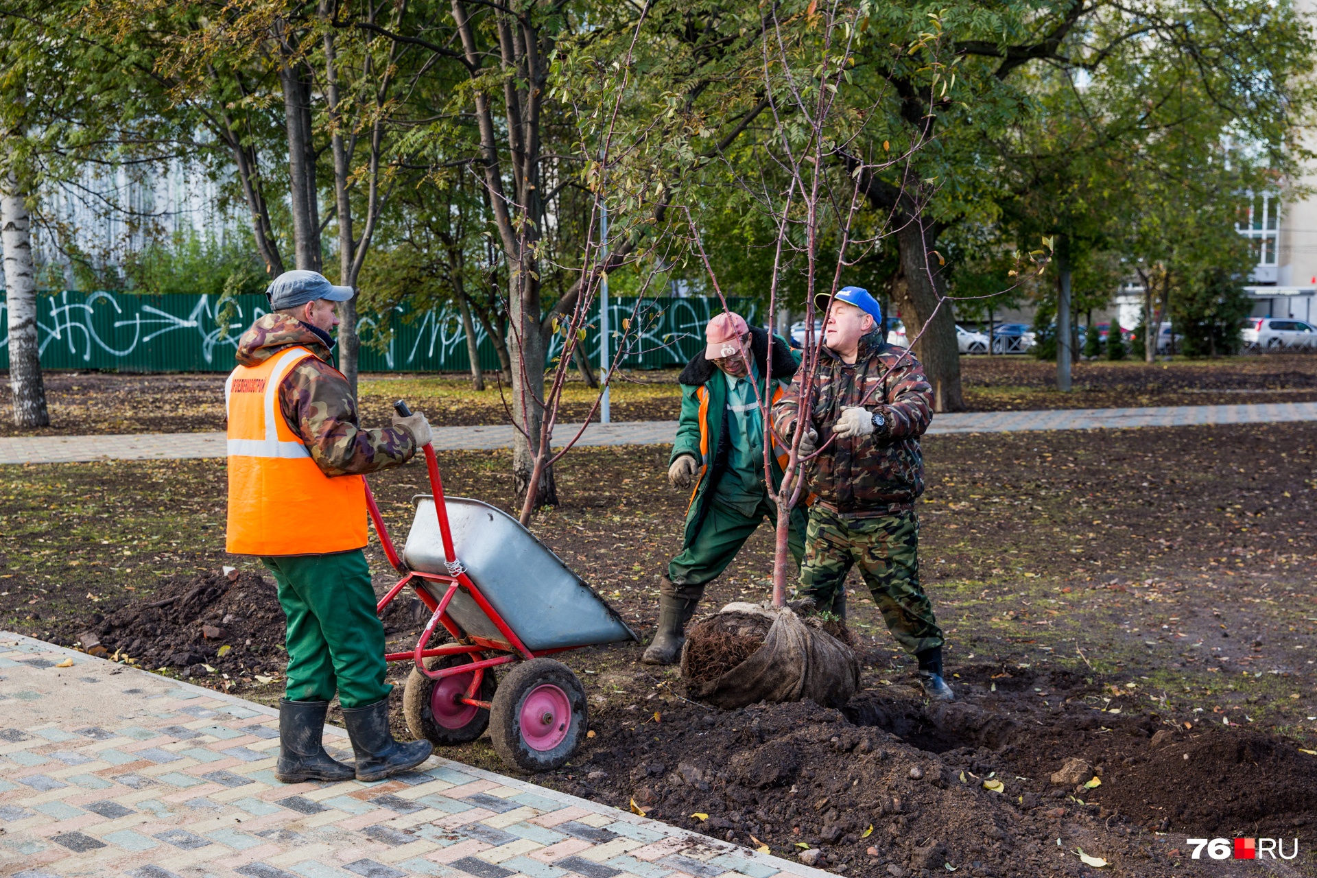 Молодые яблони сегодня высаживают вдоль тропинок Молодые яблони сегодня высаживают вдоль тропинок
