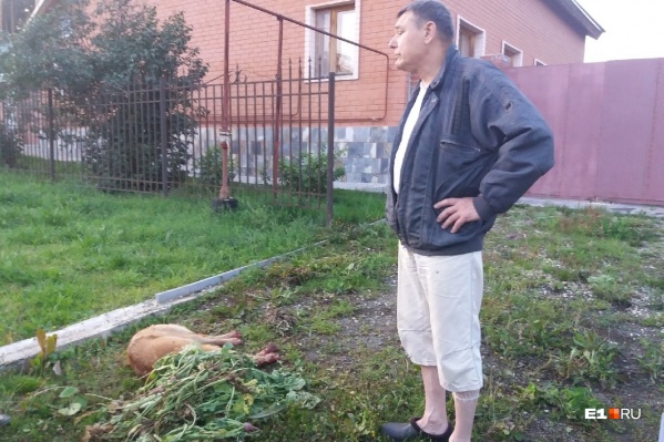 Олег Даринцев расправился с Каштаном после того, как он подрался с его собакой Олег Даринцев расправился с Каштаном после того, как он подрался с его собакой 
