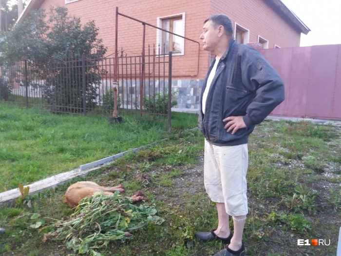 Олег Даринцев расправился с Каштаном после того, как он подрался с его собакой Олег Даринцев расправился с Каштаном после того, как он подрался с его собакой