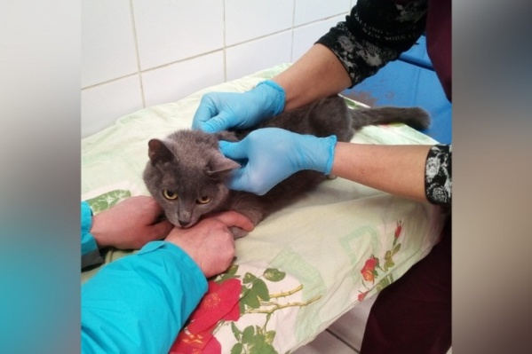 Кошку Маркизу спасла собака, которая грела ее три дня на морозе Кошку Маркизу спасла собака, которая грела ее три дня на морозе