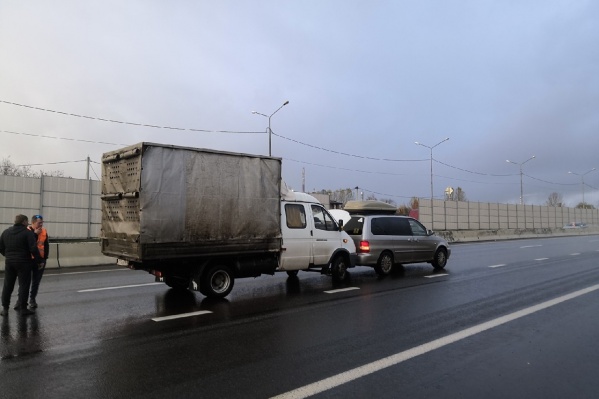 Водитель затормозил, увидев на дороге шпица Водитель затормозил, увидев на дороге шпица