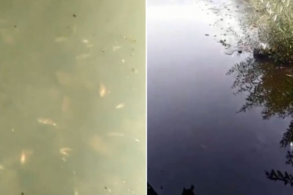 В мутной воде много мертвой рыбы В мутной воде много мертвой рыбы