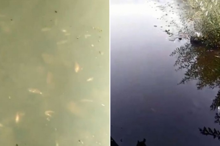 В мутной воде много мертвой рыбы В мутной воде много мертвой рыбы