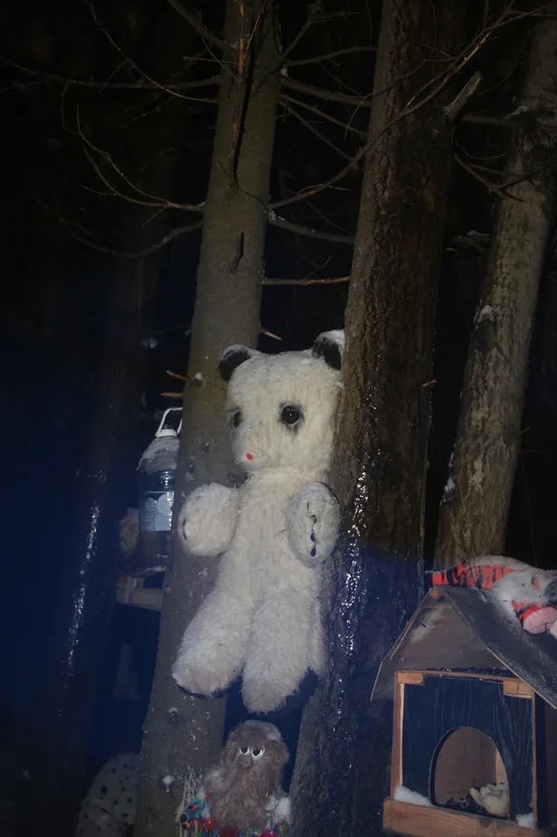Медведя зажало между деревьев
