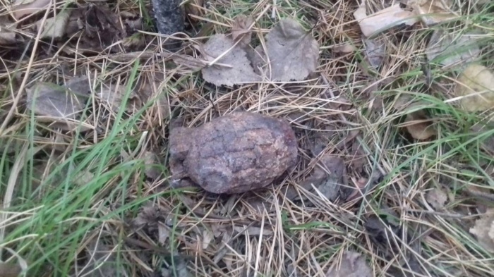 Scat Pig