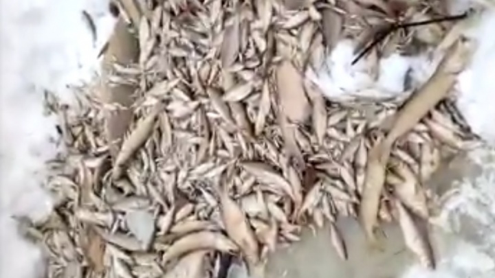 «Ущерб — более 1 млн рублей»: после массовой гибели рыбы в Пышме прокуратура завела уголовное дело