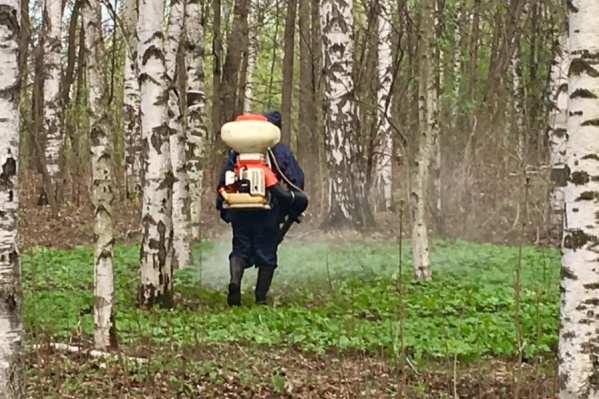 Клещи в нижегородской области фото