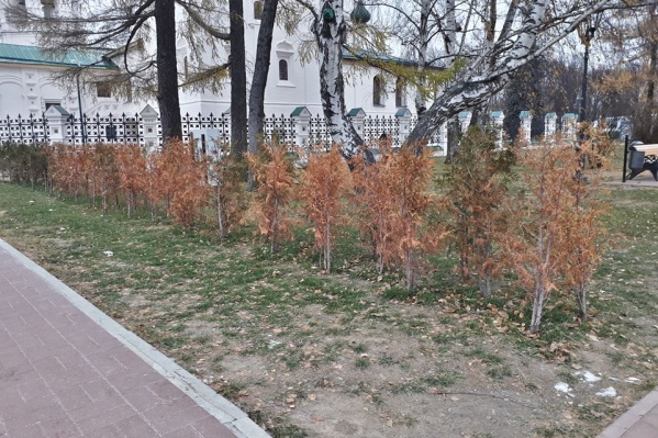 Туи, которые должны быть зелёными, пожелтели Туи, которые должны быть зелёными, пожелтели 