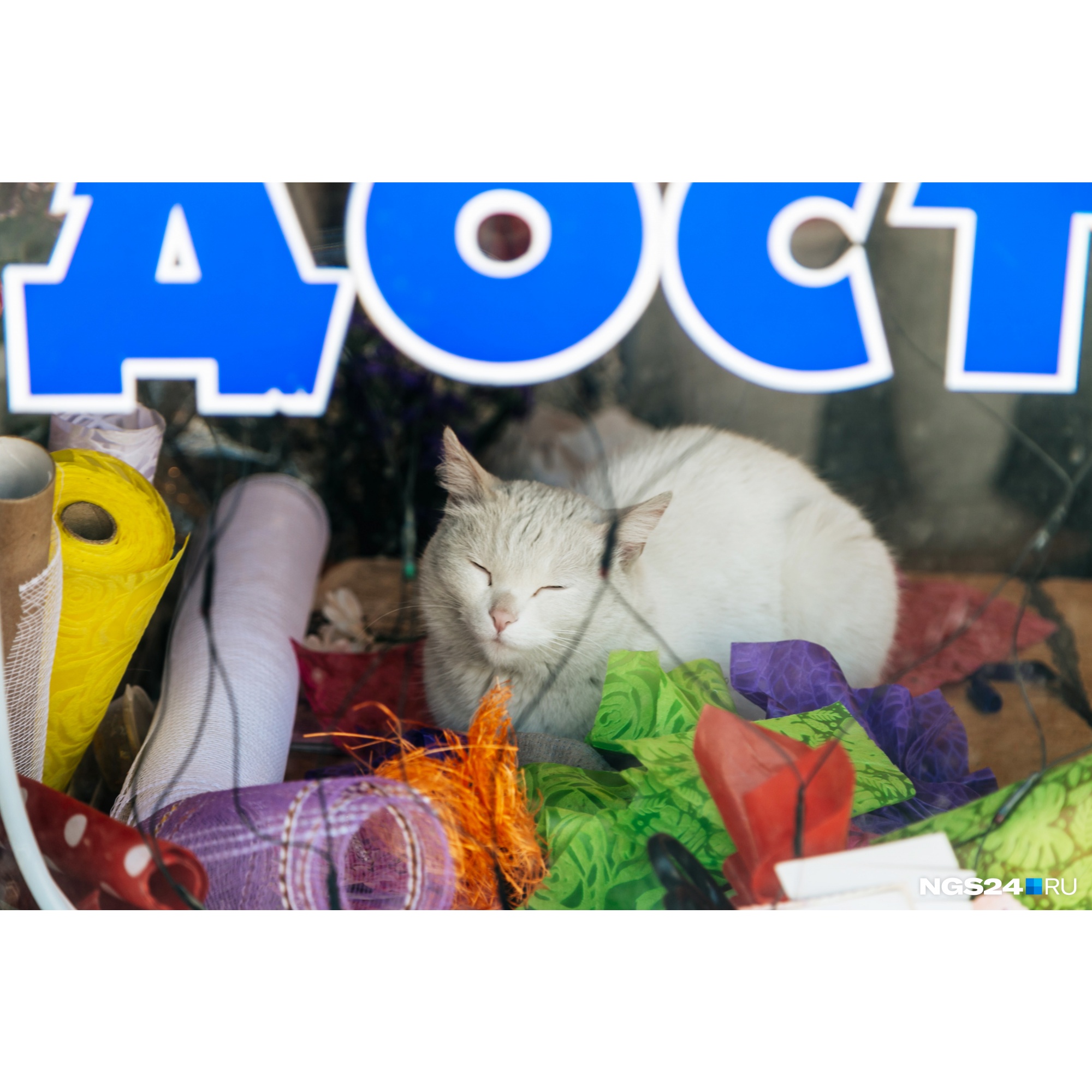 Кошек в окрестностях очень много. Видимо, причина в крысах и мышках, живущих по соседству в центре города Кошек в окрестностях очень много. Видимо, причина в крысах и мышках, живущих по соседству в центре города 