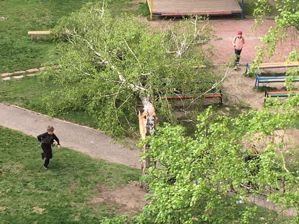 Дерево упало рядом с играющими детьми