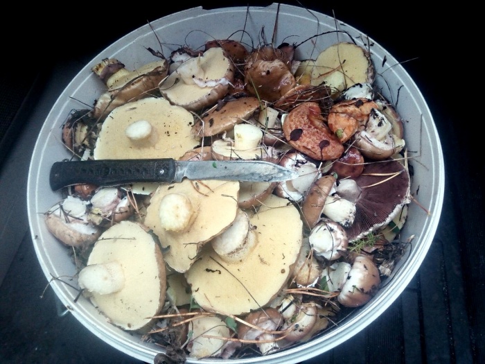 Искать грибы можно за «Солнечным», в Сухобузимском районе и за Удачным