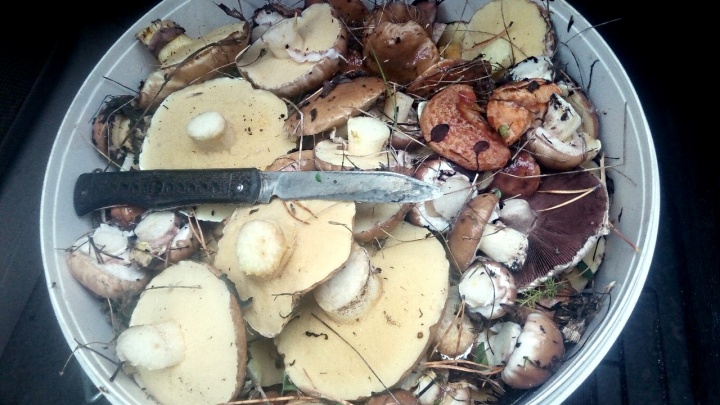 Новая волна грибов после заморозков: красноярцы хвастаются добычей