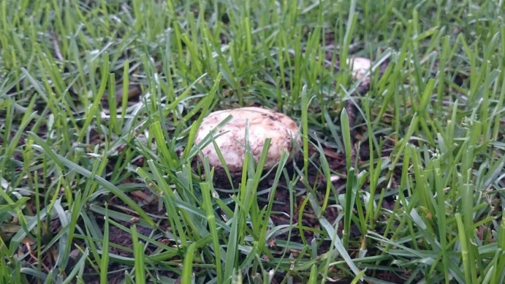 В Уфе возле фонтана «Семь девушек» выросли грибы