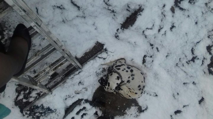 В Сосновоборске далматинец упал в яму и провел там несколько дней