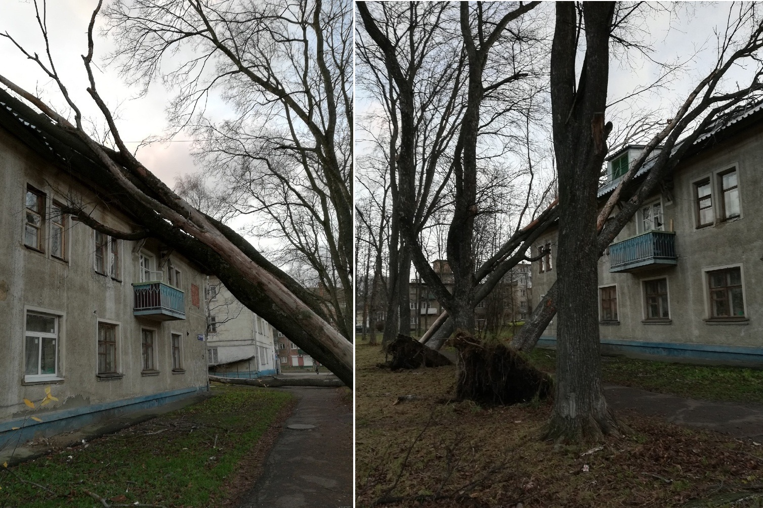 Ярославцы полгода ждали, когда спилят сухие деревья у дома. Сегодня ночью они упали сами