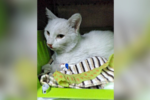 Сейчас кот в тяжёлом состоянии Сейчас кот в тяжёлом состоянии