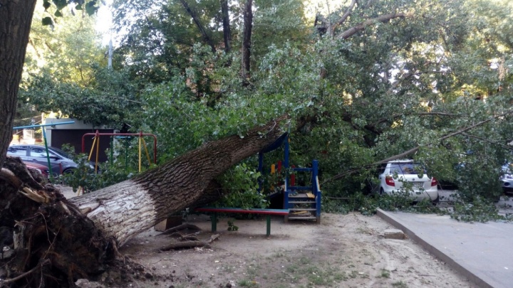 В центре Ростова с понедельника срубят десятки аварийных деревьев