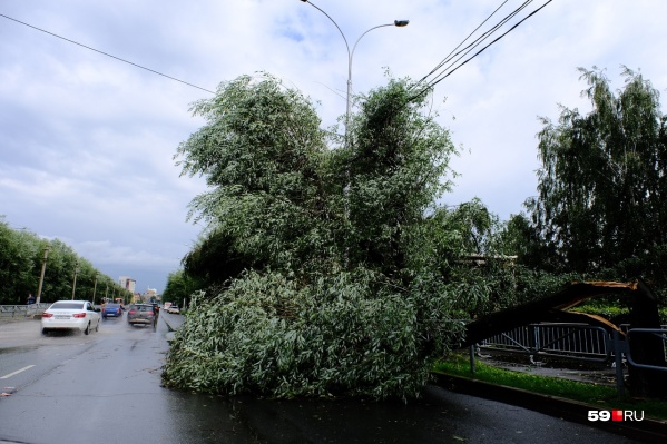 Из-за шквалистого ветра дерево упало на провода Из-за шквалистого ветра дерево упало на провода