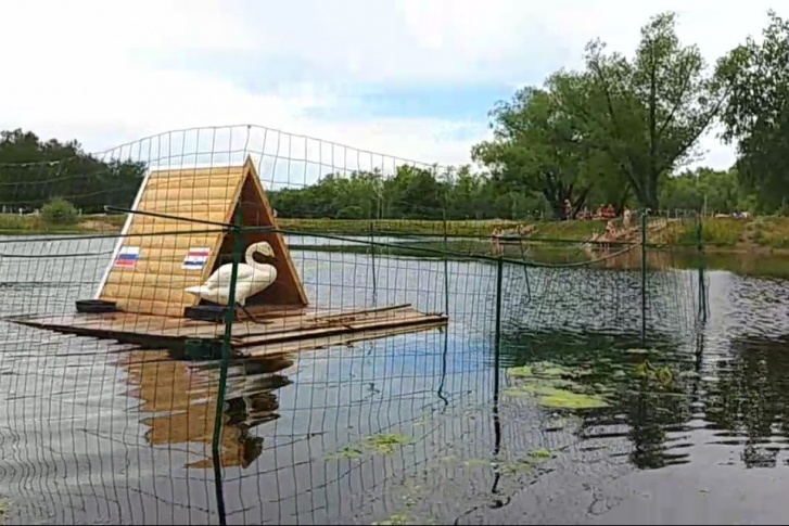 В парке для лебедей соорудили домик на воде В парке для лебедей соорудили домик на воде