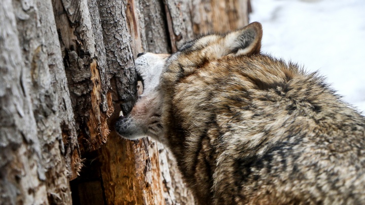 «Жители в панике и ужасе!» Новость о стае волков в Нижегородской области обсуждают в соцсетях