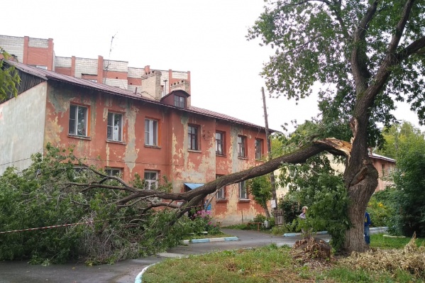 Дерево упало около 13 часов дня Дерево упало около 13 часов дня